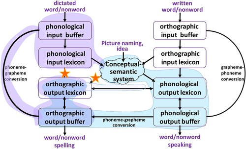 Figure 3. Our conclusion regarding the locus of deficit of the participants with disconnection surface dysgraphia: a double disconnection of the orthographic output lexicon from the phonological input lexicon and from the semantic system (marked by stars), spelling sublexically with lexical support through feedback from the orthographic output lexicon.