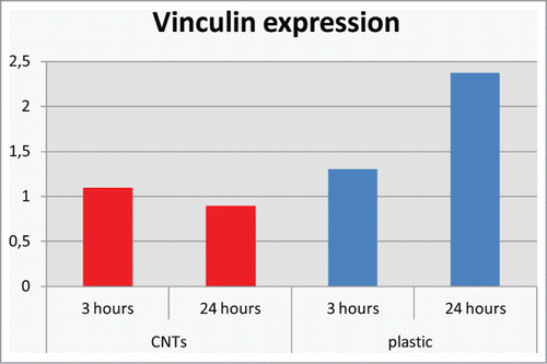 Figure 3. Quantitative real time RT-PCR gene expression analysis of vinculin gene.
