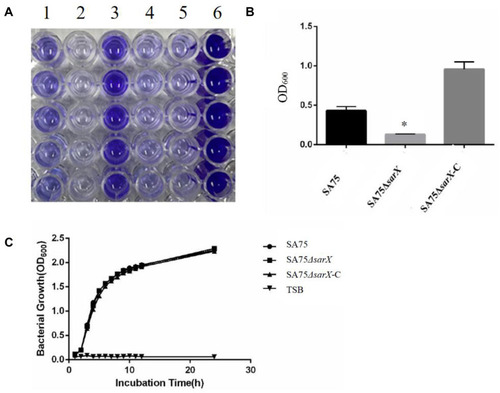 Figure 1 sarX mutation reduces S. aureus biofilm formation. (A) Biofilm formation by SA75 wild-type (column 1), ΔsarX mutant (SA75ΔsarX; column 2), and chromosomal complemented strain (SA75ΔsarX-C; column 3) in microtiter plates. Columns 4, 5, and 6 of the plates harbor blank, negative (Staphylococcus epidermidis ATCC 12228), and positive (Staphylococcus aureus ATCC 29213) controls, respectively. (B) Quantification of biofilms. The optical density at 600 nm (OD600) of each well was recorded. *P<0.05. (C) Growth curves of the SA75 wild-type, SA75ΔsarX, and SA75ΔsarX-C strains. TSB liquid medium was used as a control.