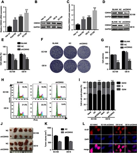 Figure 3 CDKN3 facilitated tumor progression in vitro and in vivo. (A–C) CDKN3 mRNA (A) and protein (B–C) expression in ESCA and esophageal epithelial cells. (D) CDKN3 protein expression decreased in shCDKN3 transfected cells, as determined by western blots. (E) The cell viability reduced in CDKN3 inhibited cells by CCK8. (F–G) Cell colonies reduced in CDKN3 inhibited cells as determined by colony formation assay (F) and the quantitative results (G). (H–I) CDKN3 knockdown affected cell cycle distribution (H) and the quantitative results (I). The number in the picture is the percentage of time spent in G2/M of the cell cycle. (J–L) CDKN3 knockdown decreased tumor volumes (J–K) and Ki-67 intensity (L) in xenograft tumors. Scale bar=5 μm. **P<0.01, ***P<0.001.Abbreviations: NC, negative control; shCDKN3, cells transfected with shCDKN3 plasmid.