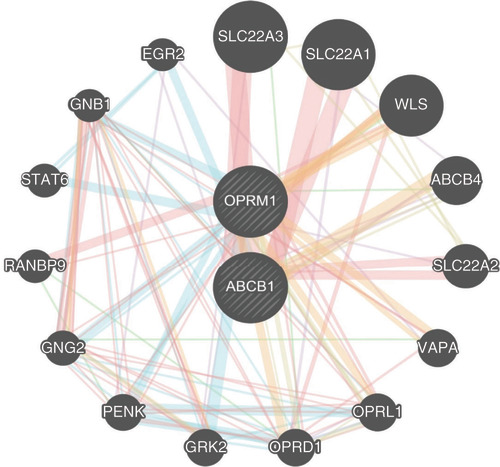 Figure 4. GeneMANIA Network analysis for the ABCB1 and OPRM1 genes.Physical interaction (pink), co-expressed (purple), predicted (orange), co-localization (dark blue), genetic interactions (dark green), pathway (light blue) and shared protein domain (light green) network for 15 genes.