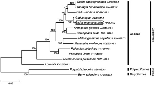 Figure 1. Phylogenetic position of Gadus macrocephalus based on a comparison with the complete mitochondrial genome sequences of 12 Gadiformes species and the two outgroups species. The analysis was performed using the MEGA 7.0 software. The accession number of each species is indicated after the scientific name.