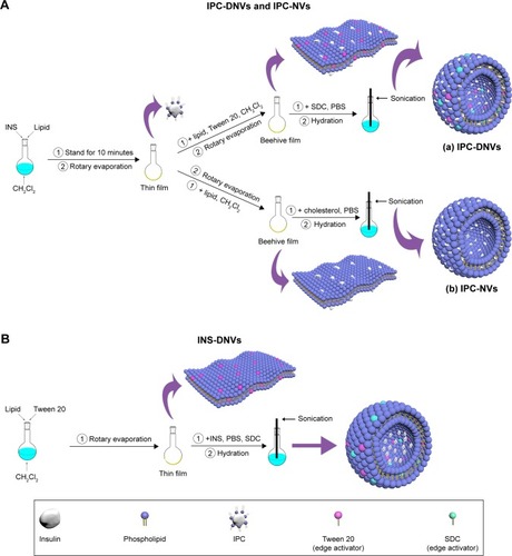 Figure 1 Schematic representation of the preparation process of (A) IPC-DNVs and IPC-NVs and (B) INS-DNVs.Notes: For (A), INS dissolved in 0.1% TFA-methanol, (a) IPC-DNVs, (b) IPC-NVs; for (B), INS dissolved in 0.1% TFA-H2O.Abbreviations: DNVs, deformable nanovesicles; INS, insulin; IPC, insulin-phospholipid complex; NVs, conventional nanovesicles; SDC, sodium deoxycholate; TFA, trifluoroacetic acid.