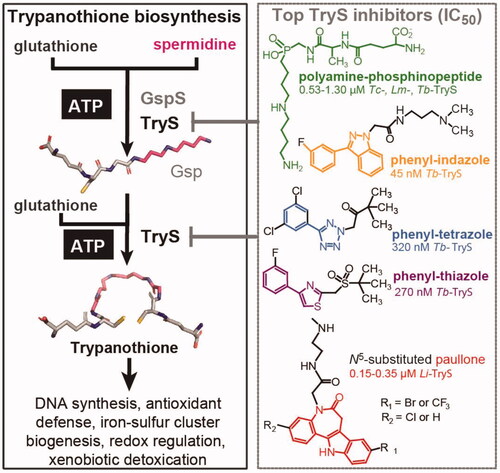 Figure 1. Trypanothione biosynthesis/functions and inhibitors. Trypanothione synthetase (TryS) catalyses the stepwise addition of one or two glutathione molecules to spermidine or monoglutathionylspermidine (Gsp) to form trypanothione. In contrast, monoglutathionylspermidine synthetase (GspS) is able to add a single glutathione molecule to spermidine to form monoglutathionylspermidine (Gsp). The biosynthetic reactions are ATP-dependent. The structure and IC50 value of the most potent TryS inhibitors (Tc: T. cruzi, Lm: L. major, Tb: T. brucei and Li: L. infantum) emerging from a large (phenyl-indazole, -tetrazole and -thiazole) or drug-focused (polyamine-phophinopeptide and paullone) screenings are shown.