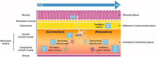 Figure 3. The organization of the ENS within the intestinal wall. Local distension of the intestinal wall, distortion of the mucosa, and chemical contents in the lumen activate the intrinsic primary afferent neurons (IPANs) located in both the submucosal plexus and myenteric plexus. IPANs activate ascending and descending interneurons, which stimulate excitatory and inhibitory motor neurons, respectively. ACh refers to neurons that contain acetylcholine. SP refers to neurons that contain substance P. Enk refers to encephalin-expressing ascending interneurons. NO and VIP indicate inhibitory motor neurons that secrete nitric oxide and vasoactive intestinal peptide, respectively. Secretomotor and vasomotor neurons of the submucosal plexus secrete ACh or VIP.