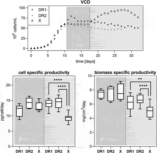 Figure 6. VCD with indicated phases I and II separation for death resistant (DR1 and 2, filled circles) and control (X, empty triangles) cell lines in perfusion culture (top panel). Phase I is defined as time during which a capacitance probe-based bleed was active. Phase II is the remainder of the culture time during no bleed was active. A dotted line represents the termination of the bleed stream post the sample on day 17. The corresponding daily cell specific productivity is displayed in the bottom panel to the left and the biomass specific productivity to the right. Bottom and top whiskers are presenting minimum and maximum values, respectively and lower and upper quartiles are represented by the box with the median as a line in between. Significance levels correspond to p < .01 = ** and p < .0001 = ****. In phase I n = 7 for all runs, in phase II n = 15, n = 10, n = 14 for DR1, DR2 and X, respectively.