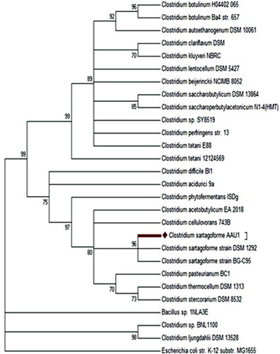 Figure 1. Phylogenetic tree based on 16S rRNA gene sequences of genus Clostridium: the bootstrap consensus tree inferred from 500 replicates is taken to represent the evolutionary history of the taxa analysed. Branches corresponding to partitions reproduced in less than 70% bootstrap replicates are collapsed.