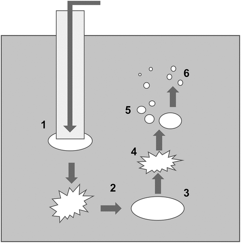 Figure 1. Bubble behaviour in the pool. (1) Bubble formation at the downcomer outlet, (2) Detached bubble, (3) Initial large bubble, (4) Steam condensation and break-up of the initial bubble, (5) Rising small bubbles, (6) Further break-up.