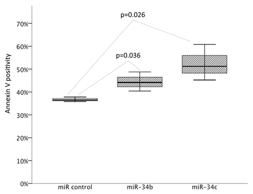 Figure 6. Results of miR-34b and miR-34c overexpression on apoptosis measured as Annexin V positivity by FACS in the HG3 cells incubated for 24 h. Box plots indicate the percentages of apoptosis of six individual experiments (P = 0.036 for miR-34b and P = 0.026 for miR-34c compared with control).
