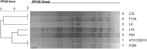 Figure 1 Dendrogram of the PFGE pulsotypes for the original strain and in vitro induced resistance S. aureus.