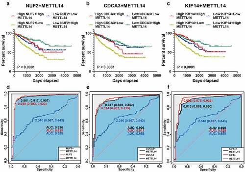 Figure 5. Survival and ROC analysis of METTL14 and NUF2, CDCA3, and KIF14. A-C Kaplan-Meier analysis of overall survival based on METTL14 and NUF2 (a), CDCA3 (b), KIF14 (c) in TCGA ccRCC patients. D-F Combined ROC curves of METTL14 and NUF2 (d), CDCA3 (e), and KIF14 (f) according to the expression levels