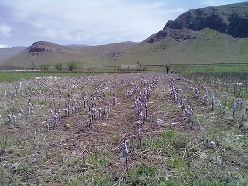 Figure 2. The grafted walnut nursery in Alashtar, Lorestan (second experiment).