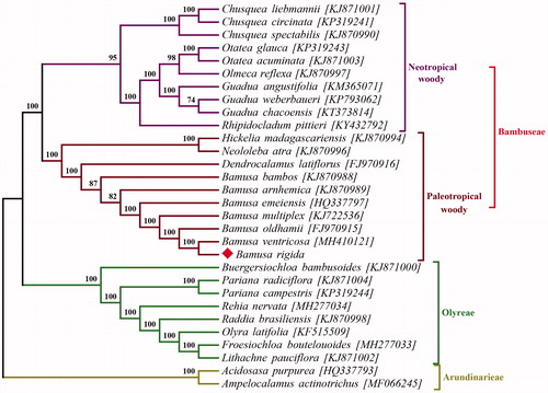 Figure 1. Maximum likelihood tree inferred from chloroplast genomes of 28 Bambusodae and two Arundinarodae (Acidosasa purpurea and Ampelocalamus actinotrichus as outgroup) by RAxML. Bootstrap support values were list on the nodes.