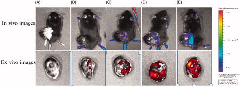 Figure 10. In vivo and ex vivo images of the tumors of B16 bearing mice given different DIR loaded liposomes. (A = Blank, B = PEG-DIR-LP, C = TAT-DIR-LP, D = Tf-DIR-LP, E = Tf/TAT-DIR-LP).