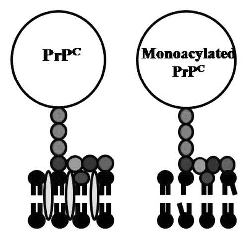 Figure 2 Acylation of PrPC affects the underlying cell membrane. Cartoon showing the proposed membranes surrounding native PrPC and monoacylated PrPC, including cholesterol (), lyso-phospholipids (Display full size), saturated phospholipids () and unsaturated phospholipids (). Monoacylated PrPC is not directed to lipid rafts and the membrane surrounding contains less cholesterol and more unsaturated phospholipids.