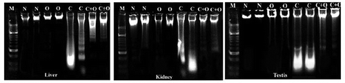 Figure 2. Pattern of mice liver, kidney and genomic DNA running on ethidium bromide stained agarose gel. Abbreviations: M: DNA marker (100 base pairs); N: negative control; O: omega-3; C: cobalt oxide nanoparticles.