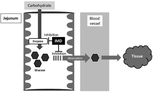 Figure 6. The mechanism of attenuation of postprandial blood glucose in humans consuming IMD. IMD might reduce the magnitude of a postprandial blood glucose excursion after carbohydrate ingestion caused by inhibition of glucose absorption and enzyme activity.