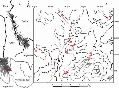 Figure 1. Distribución de los bosques de P. tarapacana y ubicación de los sitios de muestreo. A: Distribución de Polylepis tarapacana en los Andes sudamericanos (adaptado de [Citation49]) B: Distribución de P. tarapacana en la Provincia de Jujuy, Argentina (adaptado de [Citation49]) C: Sitios de muestreo