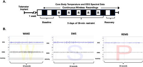 Figure 1. Experimental paradigm and representative sleep traces. (A) A visual depicting the experimental paradigm. Briefly, rodents were implanted with a telemeter one week prior to experimentation. Continuous recordings for core body temperature, EEG, and EMG were collected for 2 baseline days, five consecutive days of 30-min restraint stress, and 2 d of recovery. The light period is represented by open white boxes and the dark period is represented by dark boxes. (B) Representative EEG, EMG, and locomotor activity traces for 10 s epochs of Wake (denoted as W), SWS (denoted as S), and REM sleep (denoted as P, for paradoxical sleep).
