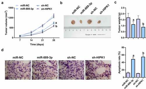 Figure 7. MiR-889-3p upregulation or HIPK1 knockdown represses tumor growth in vivo.