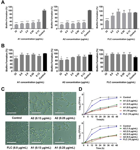 Figure 4. Anti-virulence effects of compounds A1 and A2 against azole-resistant C. albicans 103. (a) Inhibition of biofilm formation; (b) Inhibition of mature biofilm; (c) Inhibition of hypha formation, scale bar represents 50 µm. (d) Time-growth curve of C. albicans 103 treated by compounds A1, A2 and FLC. *P < 0.05, **P < 0.01, ***P < 0.001, and ****P < 0.0001, vs. the control group, determined by one-way ANOVA.