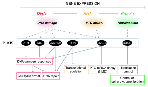 Figure 2. Summary of PIKK-mediated stress responses. PIKKs are activated various cellular stresses and induce proper cellular responses at various steps of gene expression. ATM and ATR are activated by DNA damages including DSBs to arrest cell cycle and activate DNA repair pathways. DNA-PKcs engages in a DSB repair process called NHEJ. TRRAP regulates transcription as a HAT complex component. SMG-1 recognizes PTC-mRNAs and leads to PTC-mRNA degradation. mTOR controls cellular translation activity and cell growth in response to nutrient status. Except for TRRAP, each PIKK induces proper stress responses through phosphorylations of downstream effector proteins.