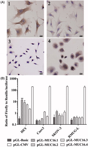 Figure 1. MUC16 expression and transcriptional activity of MUC16 promoters. (A) MUC16 expression in ovarian cancer cells by immunocytochemistry. 1, HEY; 2, Caov3; 3, SKOV-3; 4, RMUG-L. (B) Transcriptional activity of the MUC16 promoters in ovarian cancer cells per dual-luciferase reporter assays. Cells were transfected with pGL4.10 vectors containing different MUC16 promoters (pGL-MUC16.1, pGL-MUC16.2, pGL-MUC16.3 and pGL-MUC16.4). The pGL4.10 vector with the CMV promoter (pGL-CMV) was used as the positive control. pGL4.10 without a promoter (pGL-Basic) was used as the negative control. *P < .05, **P < .01 vs. pGL-Basic.