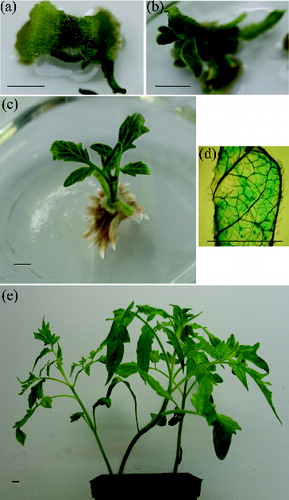 Figure 2. A. tumefaciens-mediated transformation of tomato (L. esculentum L. cv. Hezuo 908) by using cotyledon and hypocotyl as explants. (a) Regenerated kanamycin-resistant shoots from hypocotyl; (b) regenerated kanamycin-resistant shoots from cotyledon; (c) rooted kanamycin-resistant plantlet; (d) histochemical GUS staining of kanamycin-resistant plantlet leaf; (e) growth of transgenic lines in the greenhouse.