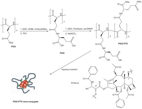Figure 1 Synthesis of PGG-PTX nanoconjugate.Abbreviations: HOBt, hydroxybenzotriazole; TFA, atrifluoroacetic acid; DMAP, 4-dimethylaminopyridine; NaHCO3, sodium bicarbonate; PGA, poly(L-glutamic acid); PGG, poly(L-γ-glutamyl-glutamine); PGG-PTX, poly(L-γ-glutamyl-glutamine)-paclitaxel conjugate.