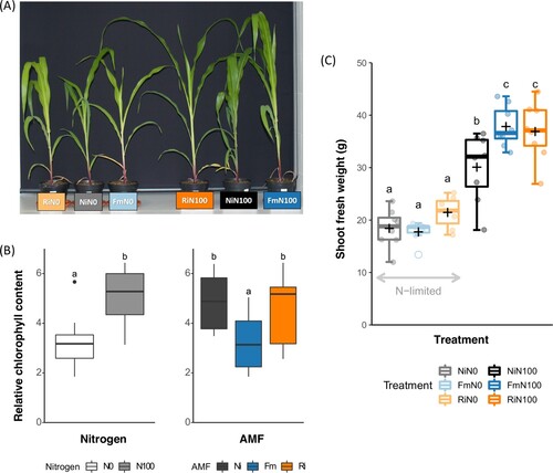 Figure 1. Impact of N and AMF on plant growth and relative chlorophyll content. (A) Picture of plants from each treatment, (B) shoot fresh weight and (C) relative chlorophyll content before herbivory. Non-inoculated control plants (Ni), plants inoculated with Funneliformis mosseae (Fm), or plants inoculated with Rhizophagus irregularis (Ri) and supplied with regular nitrogen (N100) or deprived of nitrogen (N0). Dots represent raw data, boxes represent the interquartile range, inner lines in bold represent the median, black ‘+’ represents the mean, whiskers represent maxima and minima within 1.5 times the interquartile range and empty dots represent outliers. Treatments not sharing a letter are statistically different based on two-way ANOVA followed by Tukey-Kramer’s (HSD) post hoc for unbalanced sample size (p < 0.05, n = 7–8).