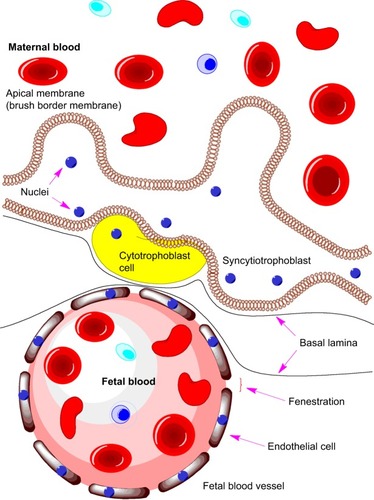 Figure 2 Illustration of the maternal–fetal interface within the placenta.