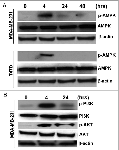 Figure 2. Induction of metabolic perturbation by 3-BrPA in MDA-MB-231 and T47D cells. Breast cancer cells were evaluated for metabolic perturbations in response to 3-bromopyruvate (3-BrPA). (A) Western blot showing a transient increase in the p-AMPK upon treatment with 3-BrPA indicating the metabolic stress. (B) Western blot showing the activation of p-PI3K and p-AKT indicating 3-BrPA-dependent perturbation of energy metabolism in MDA-MB-231 cells.