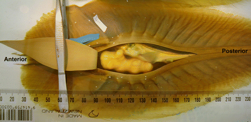 Figure 1  Callorhinchus milii egg case with outer pigmented egg case layer peeled back to expose the transparent inner layer still protecting the developing embryo and egg yolk.