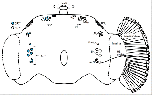 Figure 1. The circadian clock network in the Drosophila brain. The left hemisphere shows the distribution of the Cryptochrome (CRY)-positive (blue) and CRY-negative (white) clock neurons. The right hemisphere shows the compound eye and the Hofbauer-Buchner (HB) eyelet. The ocelli are located on top of the brain. The small and large lateral neuron (s-LNv and l-LNv) clusters express the Pigment-dispersing factor (PDF) protein and are regarded as the clock neurons controlling the morning (M) activity peak. The lateral dorsal neurons (LNd) and the 5th s-LNv are the evening (E) clock neurons. The dorsal neuron (DN) clusters are not well characterized. The HB eyelet is directly connected to the s-LNv neurons through projections to the surrounding area. In contrast, the connections between the compound eyes and the clock neurons have not yet been elucidated.