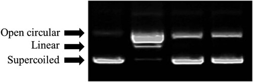 Figure 1. Agarose gel electrophoretic patterns of plasmid DNA breaks by •OH (hydroxyl radical) generated from a Fenton reaction in the presence of ethanol extract from Aloe flower. An amount of 1 μg of pBR 322 DNA was incubated at 37°C for 1 h in 0.04 mM FeSO4 and 30% H2O2 with the following additive combinations: Lane 1, no addition (plasmid DNA control); Lane 2, FeSO4 and H2O2 (DNA damage control); and Lanes 3–4, FeSO4 and H2O2 in the presence of the ethanol extracts Aloe flower with concentrations of 0.5 and 1 mg/mL, respectively.