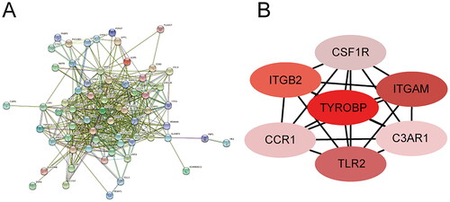 Figure 4. PPI of pivotal genes related to atherosclerosis progression. (A) PPI of 74 pivotal genes. (B) PPI of pivotal genes whose degree score ranks high (the darker the colour is, the higher the ranking is).