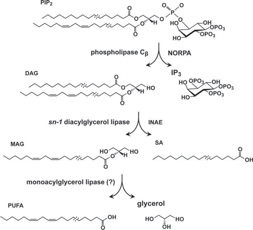 Figure 4. PIP2 hydrolysis in the phototransduction cascade. Upon light stimulation, PIP2 is hydrolyzed by PLCβ (NORPA) to yield diacylglyceorol (DAG) and inositol trisphosphate (IP3). DAG is hydrolyzed by the sn-1 DAG lipase, INAE, to yield 2-monoacylglycerol (2-MAG) and free fatty acid liberated from the sn-1 position of the DAG substrate. 2-MAG is hypothesized to be further hydrolyzed by MAG lipase to yield polyunsaturated fatty acid (PUFA) and glycerol. Note that Drosophila photoreceptor PIP2 is likely to be composed of acyl chains of varying lengths and that the sn-1 and -2 positions are preferentially occupied by the saturated and unsaturated acyl chains, respectively