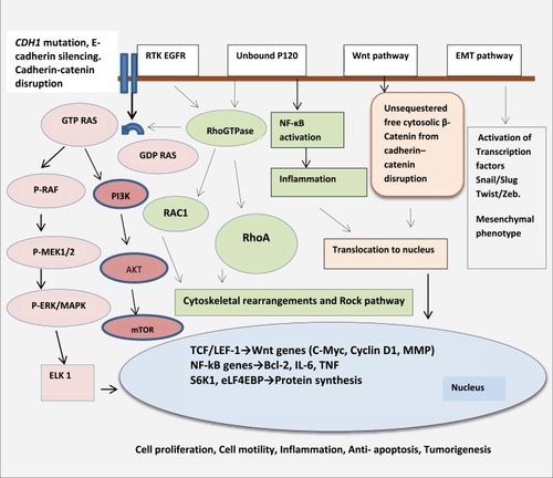 Figure 2 Signaling pathways and cross talk, regulated by E-cadherin. E-cad/β-catenin/Wnt pathway :βcatenin plays a central role as an adaptor protein linking E-cadherin to the actin cytoskeleton in cell‐cell adhesion. It also remains a key component in the Wnt signaling. Under physiological conditions, cytoplasmic β-catenin remains in an inactive state by being bound to the APC/GSK3β/Axin/CK1 degradation complex and undergoes phosphorylation for ubiquitination. Wnt signaling inhibits this degradative process by phosphorylating and inhibiting the GSK3β complex. This raises the critical threshold of β-catenin in the cytoplasm required to translocate into the nucleus. Under permissive conditions which amplify aberrant Wnt signaling such as paracrine factors from tumor environment, cytokines from stromal cells and TNF-α from macrophages, β-catenin translocates into the nucleus and binds to TCF-4/LEF-1 proteins to induce Wnt target genes such as c-Myc, cyclins, MMP. This leads to uncontrolled cell proliferation and growth.Citation9–Citation14 In the absence of E-cadherin, un-sequestered β-catenin released from the membrane-bound cadherin-catenin complex leads to excess cytoplasmic β-catenin. It has been demonstrated that β-catenin uses the same binding interface to engage TCF and E-cadherin ligands and cadherins have a superior binding affinity. There is a suggestion that as E-cad protein is lost there is excess un-sequestered cytoplasmic β-catenin that escapes degradation and enters the nucleus to bind to TCF and activate Wnt pathway. In addition to activating downstream Wnt associated genes, it is also demonstrated nuclear translocation of β-catenin represses PTEN expression. PTEN is a tumor suppressor and a critical regulator of AKT/MTOR pathway. Thus, the carefully balanced Wnt/β-catenin/E-cad functioning is tipped in favor of uncontrolled cell proliferation promoting oncogenesis Citation9–Citation15 (Figure 2). E-cad/EGFR/RAS/RAF/MEK: Another function of E-cadherin is through its co-localization with EGFR at cell-cell contact and inhibiting EGFR pathways. Mutation of E-cadherin is associated with ligand-dependent activation of EGFR and downstream effectors through RAS/RAF/MEK pathways and also other pro-tumorigenic pathways such as FAK/c-Src and PI3K/AKT/MTOR pathway thus contributing to enhanced cell proliferation and motility. In addition, E-cad loss is associated with increased nuclear translocation of β-catenin into the nucleus as described earlier. This translocation of β-catenin represses PTEN expression. PTEN is a tumor suppressor and a critical regulator of AKT/MTOR pathwayCitation9, Citation10, Citation15–Citation20 (Figure 2). E-cad/P-120/Rho/MAPK pathway: The Rho family of GTPases belongs to the RAS superfamily. They act as binary molecular switches and regulate many aspects of intracellular cytoskeleton dynamics, motility and cell polarity, cell proliferation. Normally, when E-cad protein is lost the cells undergo apoptosis through a process called anoikis, a form of programmed cell death occurring after cellular detachment and loss of cell architecture and polarity. Functional analysis of activated RhoA mutations suggests that activated RhoA inhibits anoikis. Other mechanism of RhoA activation occurs indirectly through adhesion-dependent interaction with the p120 protein. Besides having a physiological role in adherens junction as described above, p120 protein (Figure 1) binds E-cadherin and stabilizes adherens junctions and suppresses both RhoA and NF-ĸB pathways. However, upon E-cadherin silencing, this negative regulation of RhoA is lost and p120 promotes cell growth by activating and modulating RhoGTPase and thus activating RAS/RAC/MAPK activity and also through Rho mediated activation of inflammatory NF-ĸB pathways (BCL, IL-6, TNF). Although H. pylori is associated with intestinal type of gastric carcinoma; it may be a confounding factor in diffuse gastric cancer. It is demonstrated that Cag A (cytotoxic-associated gene A), secreted by H. pylori may cause epigenetic silencing of the E-cad gene, thus activate Rho through GRB/SHP-2 and downstream RAF/MEK/ERK pathwayCitation11, Citation12, Citation21–Citation23, Citation26–Citation28 (Figure 2). E-cad/snail, slug, twist and Zeb-1pathway :E-cadherin also play an important developmental role in EMT transition by suppression of transcription factors: snail, slug, twist and Zeb-1. These factors are implicated in the differentiation of epithelial cell into mesenchymal cells (EMT). Loss of E-cadherin protein promotes epithelial to mesenchymal cell (EMT) transition and thus loss of cell polarity and activation of motility. Snail, Twist and Zeb-1, previously known to cause E-cadherin repression, were among the transcription factors up-regulated following E-cadherin loss. This loss of cellular architecture leads to a migratory, mesenchymal phenotype important in metastatic disease. Cells lose cytokeratin and E-cad markers and gain other mesenchymal markers such as vimentin and N-cadherin. Loss of E-cad protein could be due to germline mutation as observed in HDGC or due to overexpression of transcription repressor (snail/slug/twist/zeb) factors by advanced carcinomas which downregulates E-cad expression. This phenomenon is also called transcriptional silencing. This leads to invasion and metastasesCitation10,Citation14,Citation18,Citation24 (Figure 2).