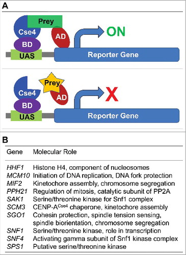 Figure 1. Genome-wide two-hybrid screen for CENP-ACse4 identified Sgo1 as an interacting partner. (A) Schematic of yeast two-hybrid assay to identify interactors of CENP-ACse4 used here as a bait. BD = binding domain, AD = activating domain, UAS = upstream activating sequence. GAL4 gene, a transcription factor, produces BD and AD protein products, which are required for transcription of the reporter gene. GAL4-BD+CENP-ACse4 and GAL4-AD+Prey (yeast genes) fusion constructs were used. These fusion proteins alone cannot activate reporter gene transcription; however, expression of both fusion proteins allows interaction between CENP-ACse4 and prey protein leading to transcription of the reporter gene. (B) List of genes showing statistically significant two-hybrid interaction with CENP-ACse4.
