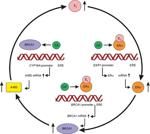 Figure 2 Self-generating upregulation circle of estrogen signaling and DNA safeguarding by increased estrogen level in pregnancy.