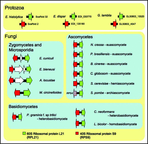 Figure 2 The RPL21 and RPS9 gene cluster is fungal-specific. The synteny is conserved in euascomycetes (i.e., Neurospora crassa, Paracoccidioides brasiliensis, Botrytis cinerea, Chaetomium globosum) and hemi-ascomycete (i.e., Saccharomyces cerevisiae), homobasidiomycete (i.e., Laccaria bicolor) and heterobasidiomycetes (i.e., Puccinia graminis f. sp. tritici and Cryptococcus neoformans) as well as in Mucor circinelloides and the three microsporidia. However, the genes are not syntenic and are completely unlinked in three protozoan, Entamoeba histolytica, Entamoeba dispar and Giardia lamblia genomes. The genome of Schizosaccharomyces pombe encodes RPS9 unlinked to RPL21, and instead RPS4 forms a gene cluster with RPL21. Gene sizes are not to scale.