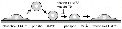 Figure 6. Simplified schema of cell adhesion. Transition of cell shape and phosphorylation status of ERM during detachment and reattachment of adherent cells is depicted. Moesin-TD expression or keeping ERM highly phosphorylated inhibits proceeding of cell adhesion. Cell surface structures such as filopodia, microvilli and bleb are not shown.