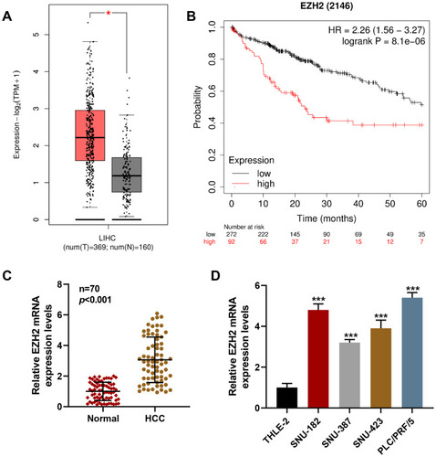 Figure 1 EZH2 was upregulated in HCC, which was associated with poor prognosis of patients. (A) Data on EZH2 expression in LIHC were collected from GEPIA 2 (http://gepia2.cancer-pku.cn/#analysis). (B) Survival probability of patients with HCC was predicted using Kaplan-Meier Plotter (http://kmplot.com/analysis/index.php). (C) Relative EZH2 expression in HCC and Normal tissue was measured via RT-qPCR. GAPDH was used as internal control. (D) Relative EZH2 expression in HCC cells (SNU-182, SNU-387, SNU-423, and PLC/PRF/5) and liver epithelial cell line THLE-2 was quantified via RT-qPCR. GAPDH was used as internal control. All experiments have been performed in triplicate and data were expressed as mean ± standard deviation (SD). (A) *P<0.001, vs Non-LIHC (N); (D) ***P<0.001, vs.