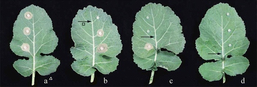 Fig. 3 (Colour online) Translocation of SYP-7017 in rapeseed leaves. ∆ a was treated with water; b, c and d were daubed with SYP-7017 at 300 µg mL−1.  → Means the area daubed with fungicide.