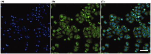 Figure 4. MDPC-23 cells express cytoplasmic immunoreactivity for CRAMP. Cellular immunoreactivity for CRAMP was assessed by immunocytochemistry. (A) Staining with the nuclear marker DAPI (blue). (B) The same cells stained for CRAMP immunoreactivity (green). (C) Overlay of DAPI staining and CRAMP fluorescence. The DAPI signal and CRAMP fluorescence was analyzed using an Olympus BX60 fluorescence microscope (Olympus). The bar in panel C represents 50 µm and can be applied for all three panels.