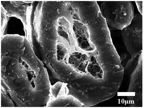 Figure 3. SEM of cross-section of medullated wool (1500 times).