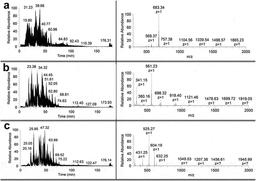 Figure 3. Chromatograms (left) and panoramic mass spectra (right) of hydrolyzates containing no fibrils of insulin (a), lispro (b), and glargine (c) solutions obtained at the proteinases to protein ratio 1:25, w/w. The retention time for the mass spectra of proteins hydrolyzates is 68.44 min.