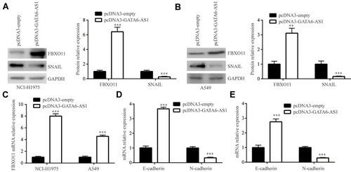 Figure 5 GATA6-AS1 promoted FBXO11 expression. (A and B) Western blotting showed that GATA6-AS1 increased FBXO11 and decreased SNAIL protein expression in NCI-H1975 (A) and A549 (B) cells. (C) GATA6-AS1 increased FBXO11 mRNA expression in NCI-H1975 and A549 cells. (D and E) GATA6-AS1 increased E-cadherin and decreased N-cadherin mRNA expression in NCI-H1975 (D) and A549 (E) cells. **p<0.01; ***p<0.001.
