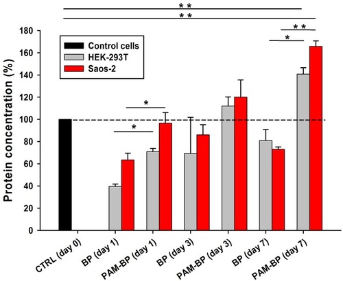 Figure 5 BCA protein assay to monitor cell growth on buckypapers (BP and PAM-BP). HEK-293T and Saos-2 cells have been cultured for up to 7 days and characterized at 1, 3, and 7 days after seeding. *P<0.05 and **P<0.005.