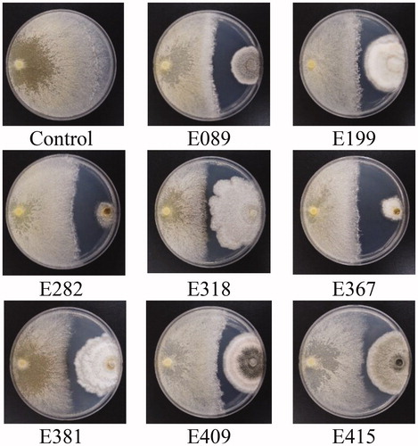 Figure 1. Dual culture test results showing mycelial growth inhibition of R. quercus-mongolicae by endophytic fungal isolates with strong antifungal activity at 7 days after inoculation in the dark at 25 °C.